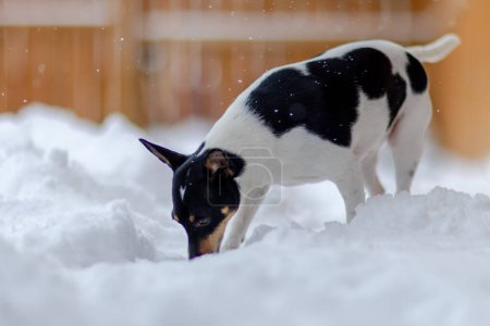 In a winter landscape, a Toy Fox Terrier exhibits natural behavior by engaging in olfactory exploration, delicately scenting the ground amid falling snowflakes.