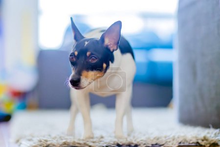 Photo for In a domestic setting, a reserved and melancholic toy fox terrier stands solemnly upon a plush carpet. - Royalty Free Image