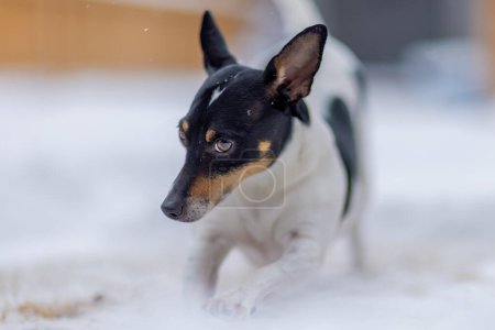 Un jouet Fox Terrier navigue gracieusement sur le terrain enneigé pendant la saison d'hiver.