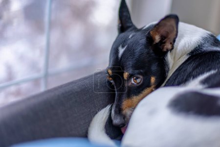 Téléchargez les photos : Un chien jouet Fox Terrier confortablement niché sur un canapé pendant une matinée froide. - en image libre de droit