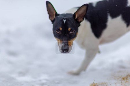 Téléchargez les photos : Un jouet Fox Terrier traversant gracieusement la neige par une journée hivernale. - en image libre de droit