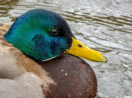 A close up to a male mallard duck. The mallard or wild duck a dabbling duck that breeds throughout the temperate and subtropical Americas, Eurasia, and North Africa.