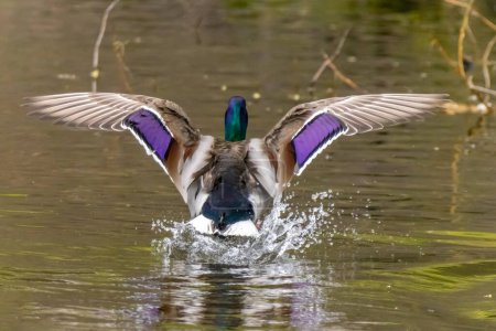 Ein anmutiger Abstieg einer Stockente, wenn sie auf einen ruhigen Teich steigt, ihr lebhaftes Gefieder zur Schau gestellt, gefroren in Bewegung, während sie ihre bunten Flügel zur Schau stellt.