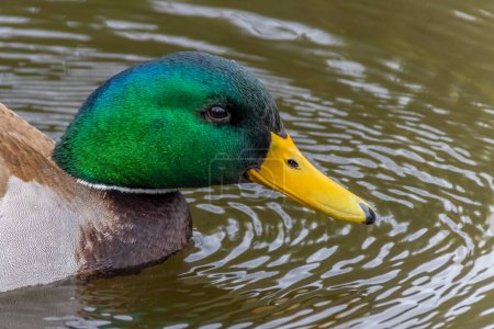 A close-up of the head of a male mallard duck, known scientifically as Anas platyrhynchos, showcasing its distinctive features, also referred to as a wild duck a dabbling duck species.