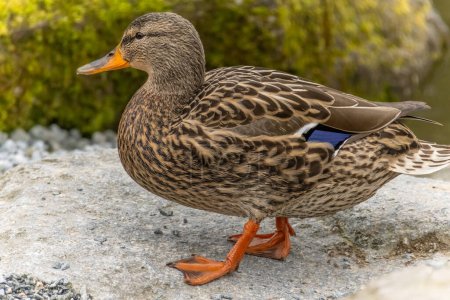 A close-up of a female mallard duck as she gracefully traverses a garden setting during the spring season, her entire body captured in detail.