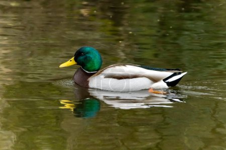 A close-up of a mature male mallard duck gracefully swimming on a tranquil pond, its form mirrored in the shimmering surface of the water.