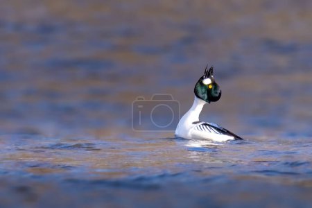 A male Common Goldeneye duck gracefully floating on water, exhibiting the courtship behavior of tilting its head over its back, referred to as the head-throw-kick to entice a potential mate.