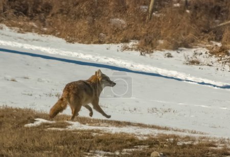 A coyote during the winter a species of canine native to North America.