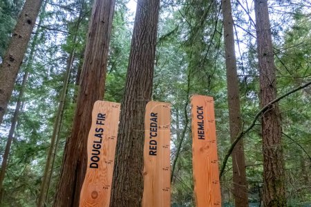 Photo for Vancouver, British Columbia, Canada. Mar 24, 2024. Several informative signs strategically placed throughout Capilano Suspension Bridge Park, showcasing the various types of tree woods. - Royalty Free Image