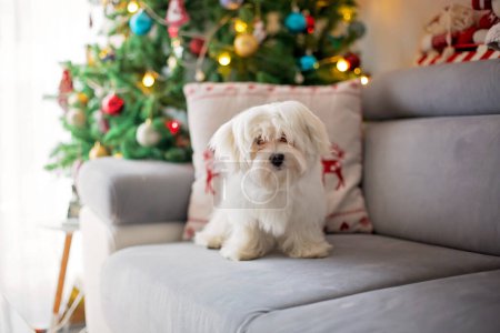 Téléchargez les photos : Petit chiot maltais blanc sur un canapé à Noël à la maison - en image libre de droit