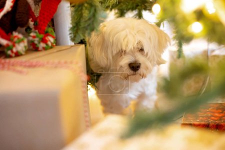 Téléchargez les photos : Chien maltere, caché entre les cadeaux sous le sapin de Noël à la maison - en image libre de droit