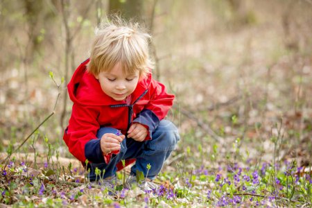 Photo for Little child, boy, gathering wild purple spring flowers in the forest - Royalty Free Image