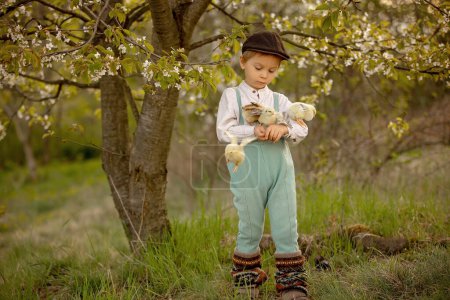 Téléchargez les photos : Beau tout-petit garçon, enfant en vêtements vintage, jouant avec des petits poussins dans le parc sous un arbre en fleurs dans le jardin, en plein air au coucher du soleil - en image libre de droit