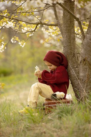 Téléchargez les photos : Beautiful toddler boy with knitted cloths, playing with little chicks in the park under blooming tree in garden, outdoors on sunset - en image libre de droit