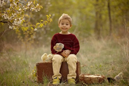 Foto de Beautiful toddler boy with knitted cloths, playing with little chicks in the park under blooming tree in garden, outdoors on sunset - Imagen libre de derechos