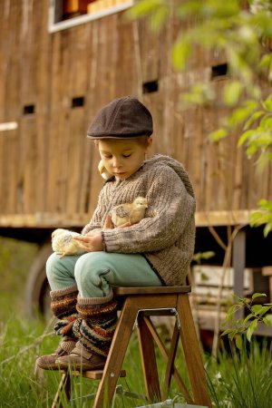 Téléchargez les photos : Beautiful toddler boy, child in vintage clothing, playing with little chicks in the park under blooming tree in garden, outdoors on sunset - en image libre de droit