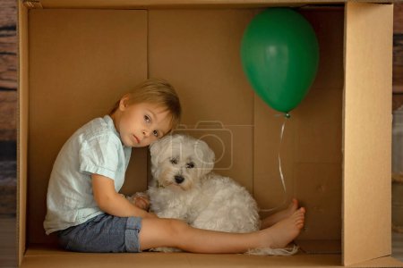 Téléchargez les photos : Enfant tout-petit mignon et chien maltais, caché dans une boîte en carton, jouant ensemble - en image libre de droit