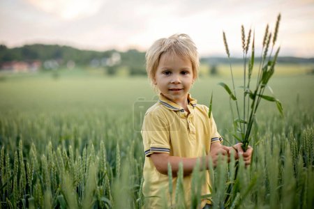 Foto de Cute toddler child, playing in a green field in Norway on sunset, happiness kid, blond boy - Imagen libre de derechos