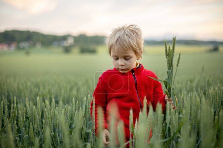 Foto de Cute toddler child, playing in a green field in Norway on sunset, happiness kid, blond boy - Imagen libre de derechos