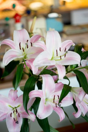 Téléchargez les photos : Lys blancs et roses dans un vase, gros plan - en image libre de droit