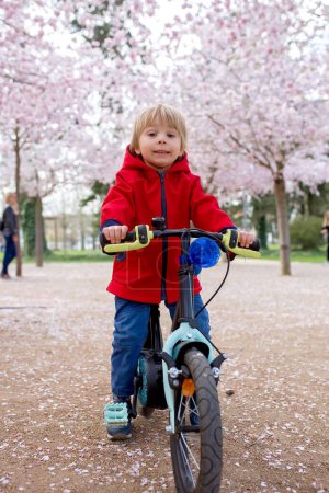 Foto de Lindo niño pequeño, niño montar en bicicleta en el jardín sacura flor rosa, jugando - Imagen libre de derechos