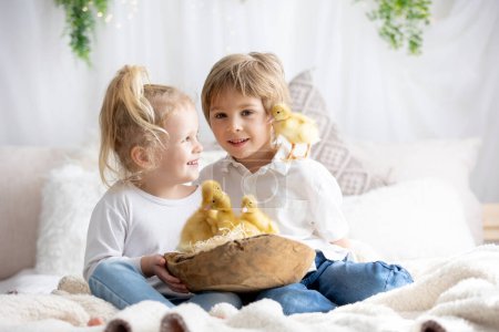 Photo for Happy beautiful childre, kids, playing with small beautiful ducklings, cute fluffy animal birds - Royalty Free Image