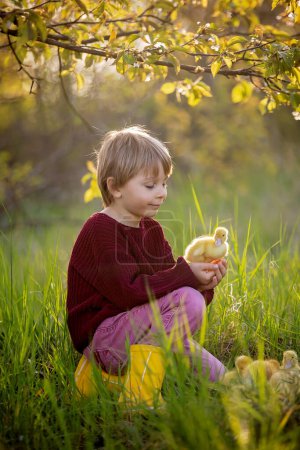 Téléchargez les photos : Petit enfant mignon, garçon, jouant avec les canetons dans le parc au coucher du soleil, printemps - en image libre de droit