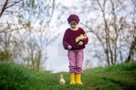 Foto de Lindo niño, niño, jugando con patos en el parque al atardecer, primavera - Imagen libre de derechos