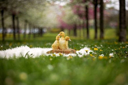 Photo for Ducklings in the park, walking and eating, springtime - Royalty Free Image