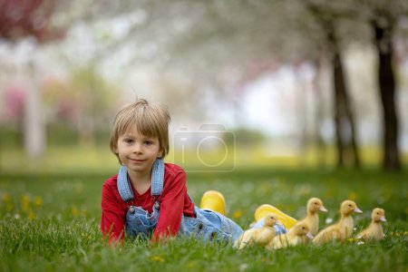 Photo for Beautiful preschool boy, playing with little ducks in the park srpingtime - Royalty Free Image