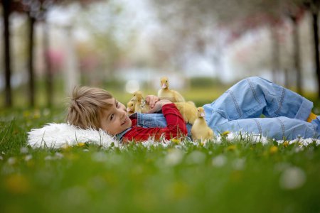 Foto de Hermoso niño preescolar, jugando con pequeños patos en el parque srpingtime - Imagen libre de derechos