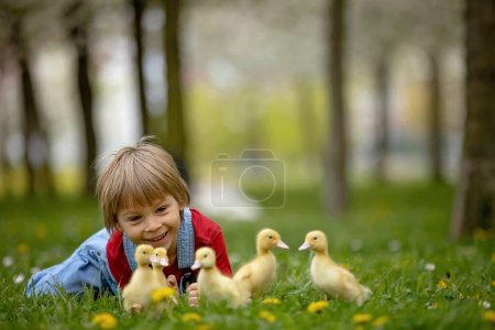 Foto de Hermoso niño preescolar, jugando con pequeños patos en el parque srpingtime - Imagen libre de derechos