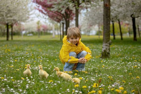 Téléchargez les photos : Beau garçon d'âge préscolaire, jouer avec les petits canards dans le parc srpingtime - en image libre de droit