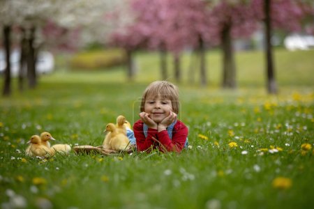 Téléchargez les photos : Beau garçon d'âge préscolaire, jouer avec les petits canards dans le parc srpingtime - en image libre de droit
