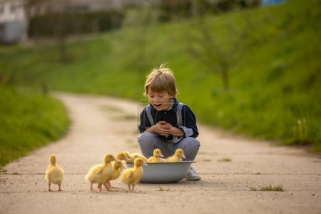 Téléchargez les photos : Beau garçon d'âge préscolaire, jouant avec des petits canards dans la rue dans un petit village, scène de printemps rurale - en image libre de droit