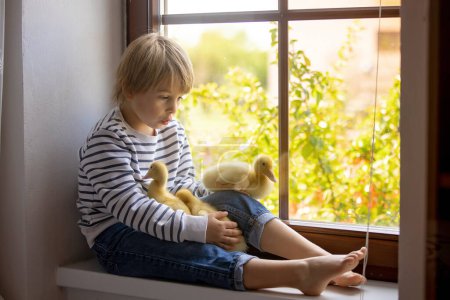 Téléchargez les photos : Beau garçon d'âge préscolaire, jouant avec des petits canards sur la fenêtre à la maison, printemps - en image libre de droit