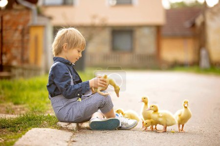 Téléchargez les photos : Beau garçon d'âge préscolaire, jouant avec des petits canards dans la rue dans un petit village, scène de printemps rurale - en image libre de droit
