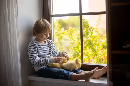 Foto de Hermoso niño preescolar, jugando con pequeños patos en la ventana en casa, primavera - Imagen libre de derechos