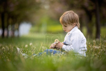 Foto de Hermoso niño preescolar, jugando en el parque con pequeños patos y soplando dientes de león, escena de primavera rural - Imagen libre de derechos
