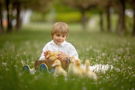 Téléchargez les photos : Beau garçon d'âge préscolaire, jouant dans le parc avec des petits canards et des pissenlits soufflants, scène de printemps rurale - en image libre de droit