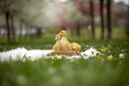 Photo for Ducklings in the park, walking and eating, springtime - Royalty Free Image