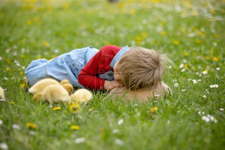 Photo for Beautiful preschool boy, playing with little ducks in the park srpingtime - Royalty Free Image