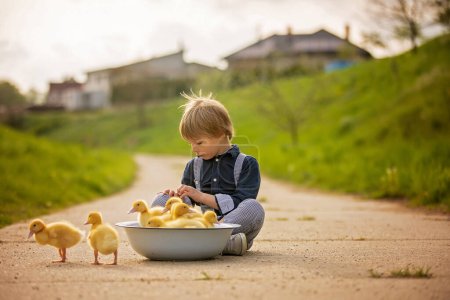 Foto de Hermoso niño preescolar, jugando con pequeños patos en la calle en el pequeño pueblo, escena de primavera rural - Imagen libre de derechos