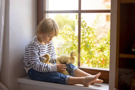 Téléchargez les photos : Beau garçon d'âge préscolaire, jouant avec des petits canards sur la fenêtre à la maison, printemps - en image libre de droit
