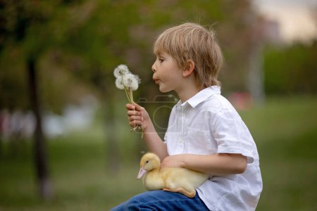 Foto de Hermoso niño preescolar, jugando en el parque con pequeños patos y soplando dientes de león, escena de primavera rural - Imagen libre de derechos