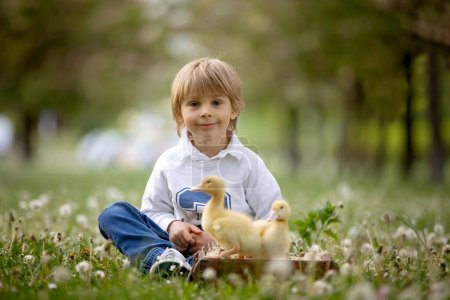 Téléchargez les photos : Beau garçon d'âge préscolaire, jouant dans le parc avec des petits canards et des pissenlits soufflants, scène de printemps rurale - en image libre de droit
