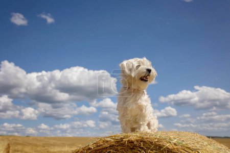 Maltese pet dog, sitting on a haystack in the field. Amazing landscape, rural scene with clouds, tree and empty road summertime, fields of haystack next to the road, summer in Portugal