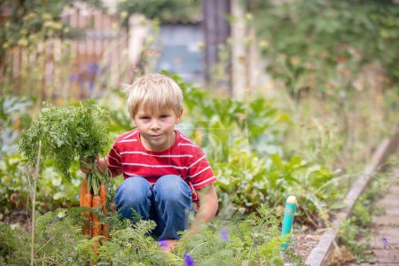 Photo for Beautiful blond child, boy, harvesting carrots in garden, enjoying fresh raw bio food - Royalty Free Image