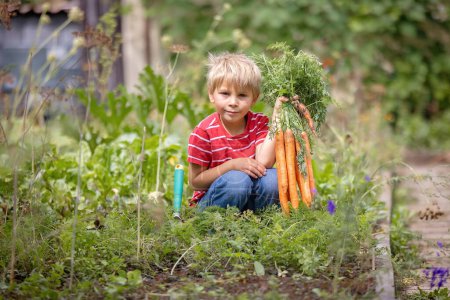 Photo for Beautiful blond child, boy, harvesting carrots in garden, enjoying fresh raw bio food - Royalty Free Image