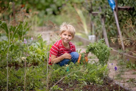 Foto de Hermoso niño rubio, niño, cosechando zanahorias en el jardín, disfrutando de bio alimentos frescos crudos - Imagen libre de derechos